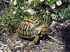 Hermann' tortoise